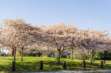 RICHMOND, CANADA - 09 Nisan 2020: Bahar parkında taze pembe çiçekli kiraz ağaçları.