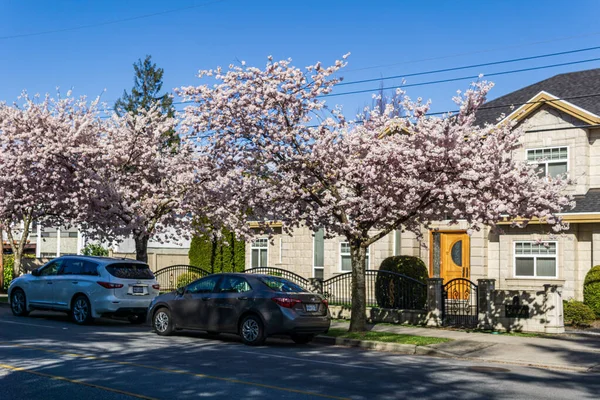 Richmond Canada Abril 2020 Vista Rua Cidade Primavera Flor Cereja — Fotografia de Stock