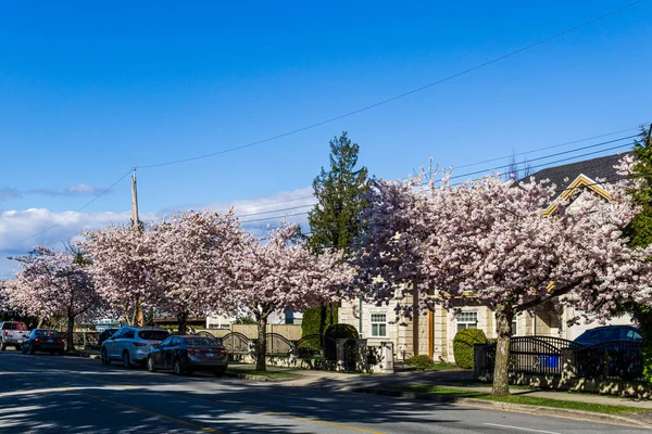 Richmond Kanada April 2020 Stadtansicht Frühling Kirschblütensaison Sonniger Tag Blühende — Stockfoto