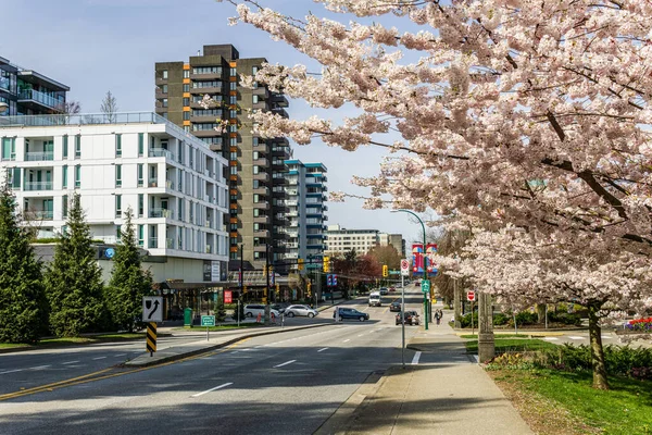 Vancouver Kanada April 2020 Kirschbäume Mit Frischen Rosafarbenen Blüten Der — Stockfoto