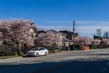 RICHMOND, CANADA - HAZİRAN 05, 2020: İlkbahar kiraz çiçekleri mevsiminde şehir manzarası güneşli bahar gününde çiçek açan güzellik.