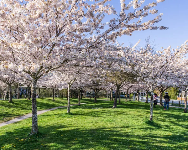 Richmond Canadá Abril 2020 Cerezos Con Flores Rosadas Frescas Parque Imagen de archivo