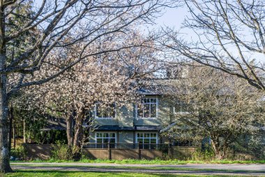 RICHMOND, CANADA - 09 Nisan 2020: Bahar parkında taze pembe çiçekli kiraz ağaçları.