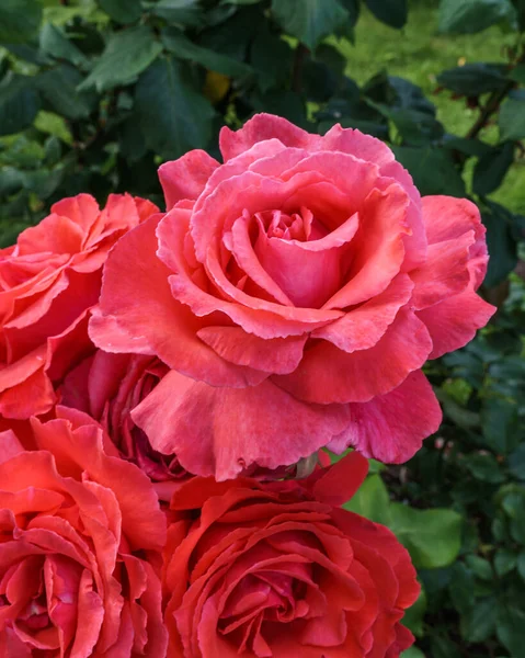 Różowe róże na zielonym tle liści w ogrodzie zbliżenie. — Zdjęcie stockowe