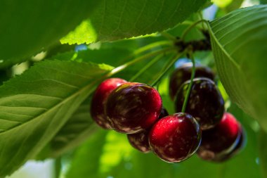 Yeşil yaprakların altındaki kiraz meyvesi. Küçük koyu kırmızı meyve..