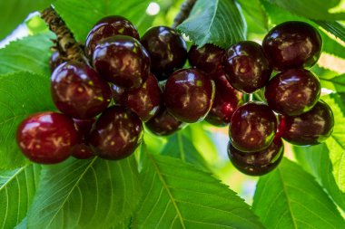 Yeşil yaprakların altındaki kiraz meyvesi. Küçük koyu kırmızı meyve..
