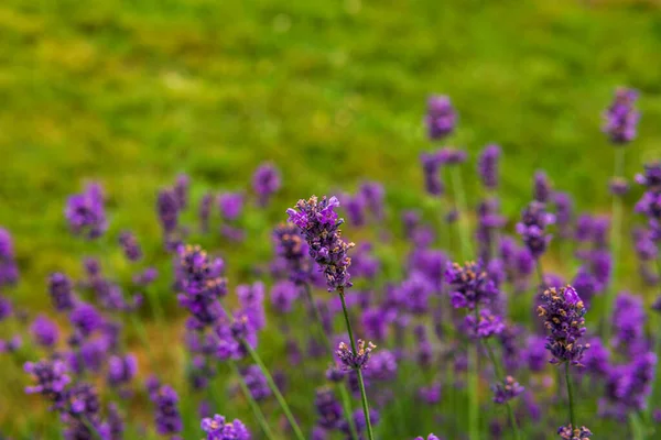 Yeşil çimlerin üzerinde lavanta çiçekleri.
