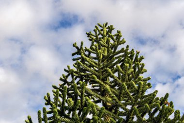 Mavi bulutlu arka planda güzel yeşil ağaç