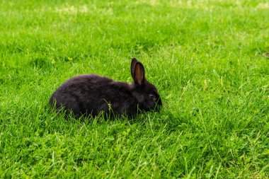 Yeşil bir tarlada bahar tavşanı Paskalya sembolü güzel Nisan arkaplanı.