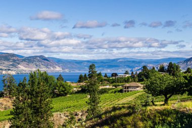 PENTICTON, CANADA - 4 Temmuz 2020: Arka planda Okanagan Gölü 'nün beyaz bulutları üzerinde sıralanmış üzüm ağaçları