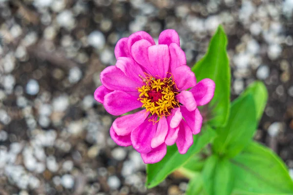 Ładny Różowy Kwiat Zielonymi Liśćmi Tle Ogród Niewyraźne — Zdjęcie stockowe