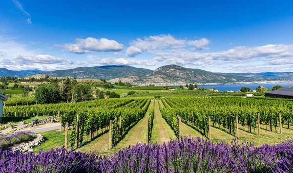 Penticton Canada Juli 2020 Wijnboerderij Een Meervallei Met Lavendelbloemen Voorgrond — Stockfoto