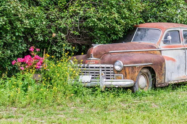 Старый ржавый автомобиль выцветает во времени в зеленых кустах — стоковое фото