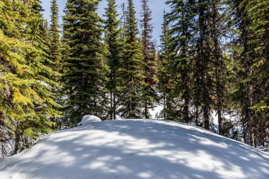 Güneşli bir günde taze karlı bir kış ormanındaki ebedi yeşil ağaçlar.