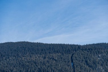 Mavi gökyüzü minimalizmiyle dağlarda bahar ormanı.