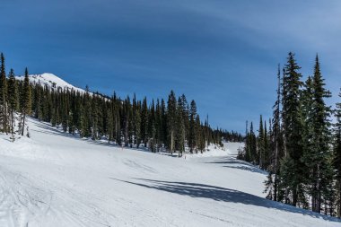 Kayak merkezi yolu karla kaplı ve arka plandaki yüksek yeşil ağaçlarla kaplı..