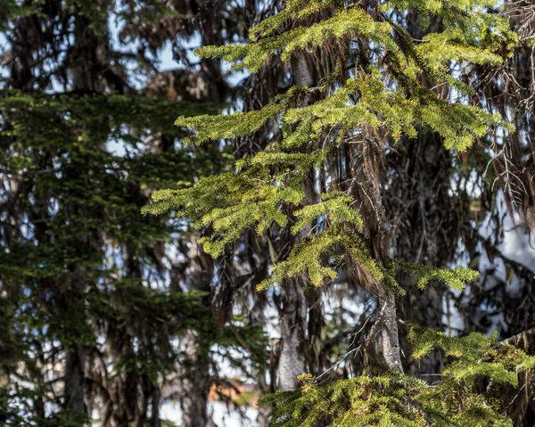 Świeże Gałązki Świerkowe Leśnym Krajobrazie — Zdjęcie stockowe