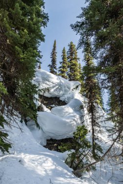 Güneşli bir günde taze karlı bir kış ormanındaki ebedi yeşil ağaçlar..