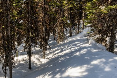 Kış güneşli gün ağaçları ve ormandaki kar güneş ışığından gelen gölgeler..