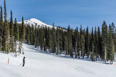 REVELSTOKE, CANADA - 17 Mart 2021: kar ve arka planda yüksek yeşil ağaçlarla kaplı kayak merkezi yolu.