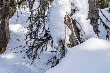 Kar yeşili ormanın altındaki devrilmiş ağaç Güzel İngiliz Kolombiyası.