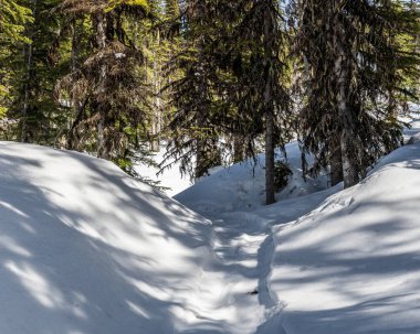 Kış güneşli gün ağaçları ve ormandaki kar güneş ışığından gelen gölgeler..