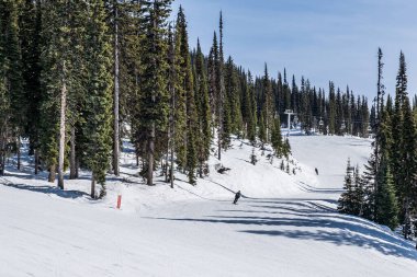 REVELSTOKE, CANADA - 17 Mart 2021: İnsanlar arka planda uzun yeşil ağaçlarla tepeden aşağı kayak yolunda.