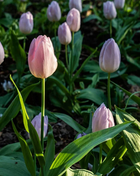Różowe Kwiaty Tulipan Ogrodzie Świetle Zachodu Słońca Piękne Tło — Zdjęcie stockowe
