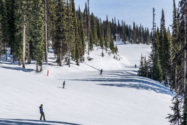 REVELSTOKE, CANADA - 17 Mart 2021: İnsanlar arka planda uzun yeşil ağaçlarla tepeden aşağı kayak yolunda.
