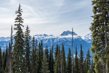 Güzel kar kaplı Columbia Dağları 'nın önündeki ağaçlar Britanya Kolumbiyası Kanada' da mavi gökyüzüne karşı.