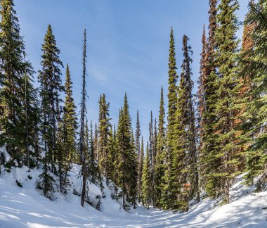Yeşil çam ormanı uzun ağaçlar ilkbahar karları yerde.