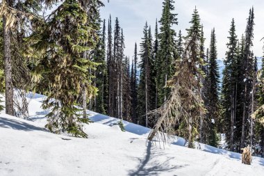 Ormandaki firavun ağaçları ilkbahar toprağının başları karla kaplı bir dağda.