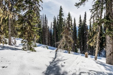 Ormandaki firavun ağaçları ilkbahar toprağının başları karla kaplı bir dağda.
