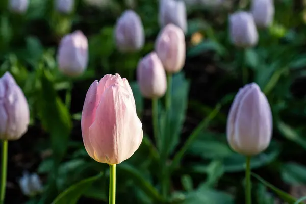 Różowe kwiaty tulipan w ogrodzie w świetle zachodu słońca piękne tło — Zdjęcie stockowe