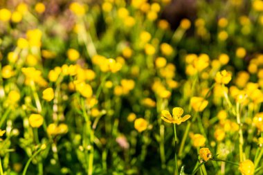 Sarı kır çiçeklerinin bulanık arka planında bir düğün çiçeği