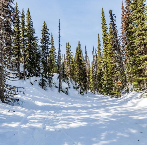 Vinter grön tallskog höga träd tidig vår snö på marken — Stockfoto