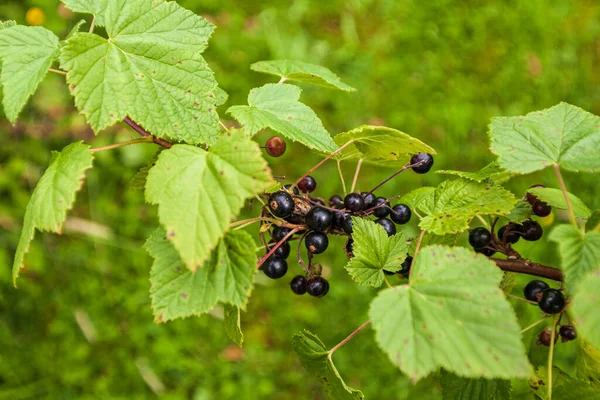 Rama Bayas Maduras Grosella Negra Colgando Arbusto Granja Orgánica — Foto de Stock