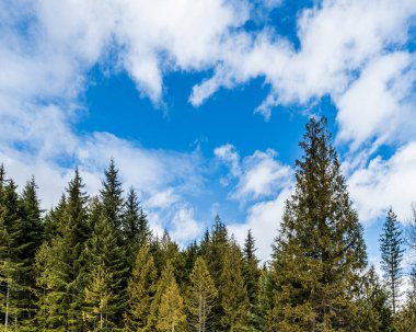 Mavi bulutlu arka planda güzel yeşil ağaç