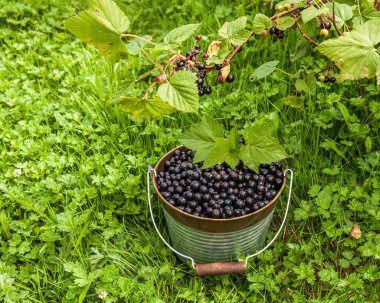 Organik çiftlikteki metal kovada kuşüzümü üzümü.