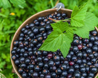 Organik çiftlik manzaralı metal kovada kuşüzümü. Yakın plan.