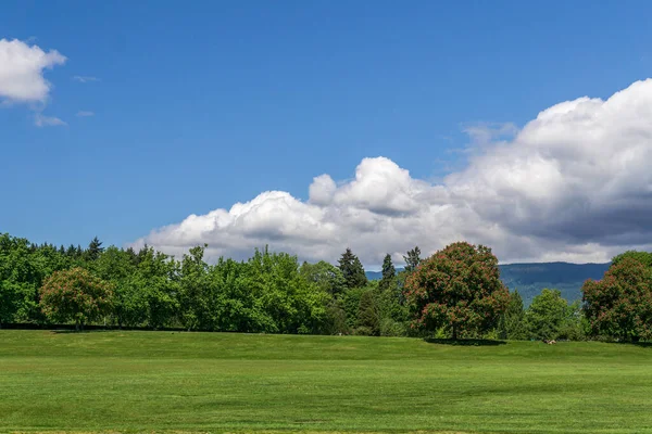 Rosafarbene Kastanienbäume blühen im schönen Park und der Himmel ist bewölkt — Stockfoto