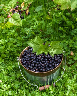Organik çiftlikteki metal kovada kuşüzümü üzümü.