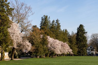 VANCOUVER, CANADA - Nisan 04, 2025: Douglas parkının yeşil çimenlik arazisi ve mavi gökyüzü manzarası