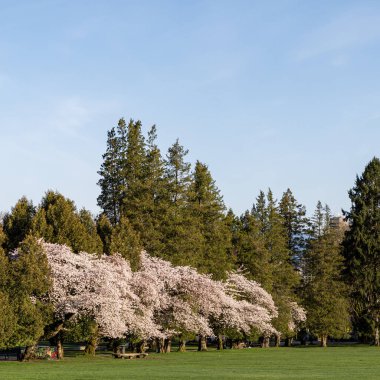 VANCOUVER, CANADA - Nisan 04, 2025: Douglas parkının yeşil çimenlik arazisi ve mavi gökyüzü manzarası
