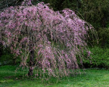 Japon Pembe Kiraz Çiçeği Ağacı. Güzel, büyük, pembe çiçekler bol bol çiçek açan dallarda açılır.