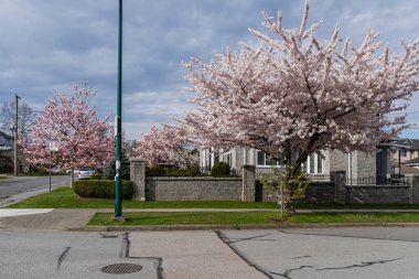 VANCOUVER, CANADA - Nisan 05, 2025: Banliyölerde Sakura çiçekleri. Sokak, evler, çiçek açan ağaçların yanındaki yol..
