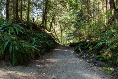 Doğal ışıklandırma ve çakıl zemini olan yoğun yeşil orman patikası Capilano parkı Kuzey Vancouver, British Columbia, Kanada