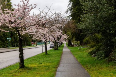 VANCOUVER, CANADA - 08 Nisan 2025: Sakura banliyöde çiçek açtı. Sokak, evler, çiçek açan ağaçların yanındaki yol..