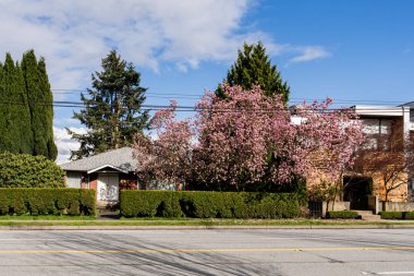 VANCOUVER, CANADA - 10 Nisan 2025: Vancouver, British Columbia 'da özel bir ev..