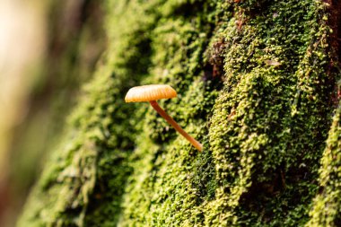 Bahar ormanında zehirli mantarlar beyaz mantarlar